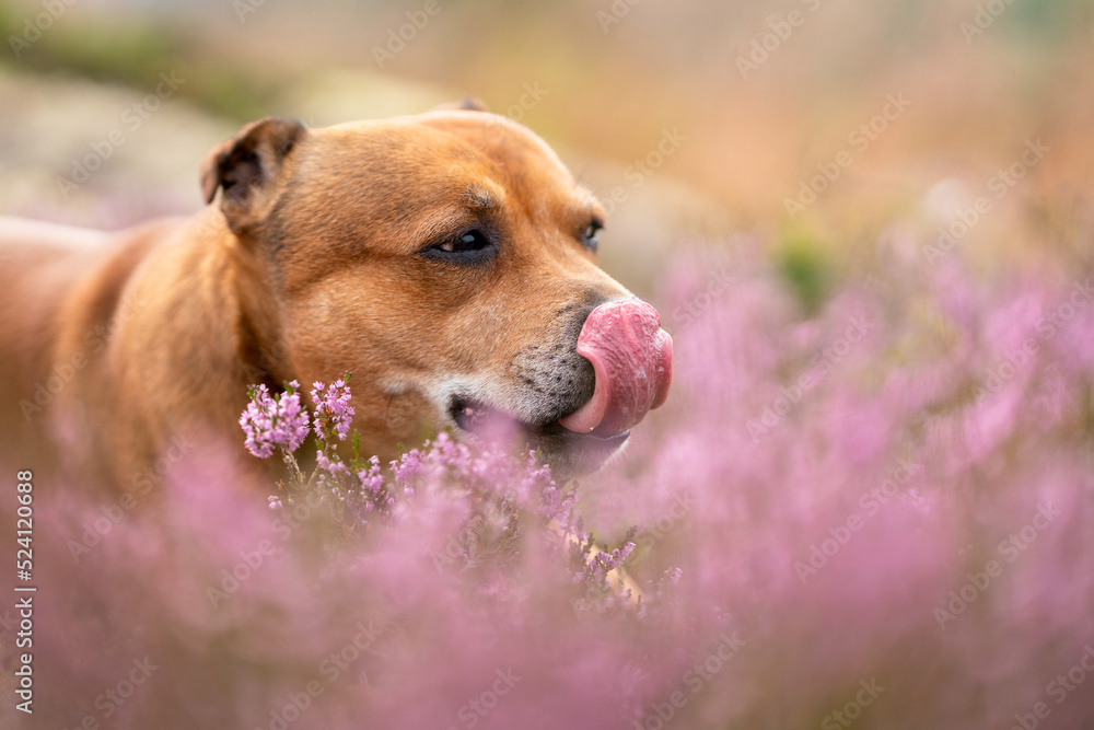 Staffordshire bull terrier outdoors in nature laying in pink heather creating a nice bokeh effect. Dogs and pet concept.