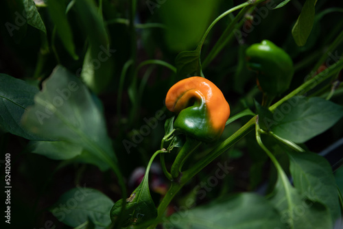 Melrose sweet pepper ripening from green to orange