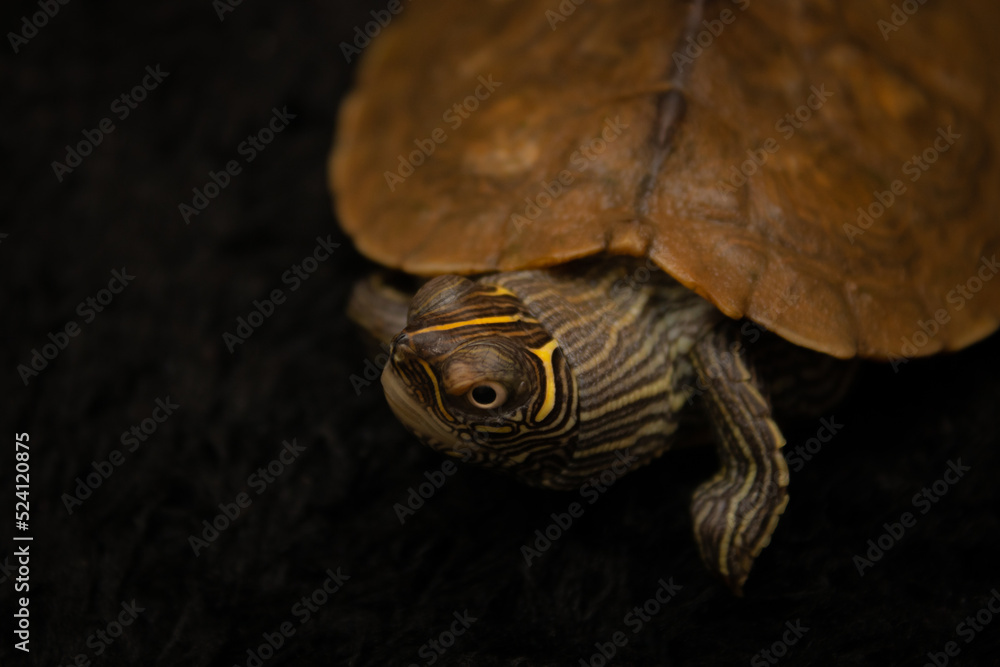 Naklejka premium Turtle walking in a black ground with his head up
