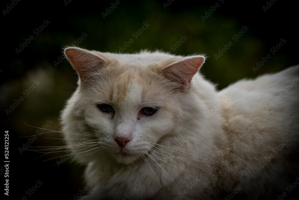 portrait chat blanc