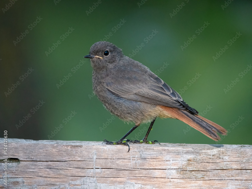 Fototapeta premium Hausrotschwanz (Phoenicurus ochruros) 