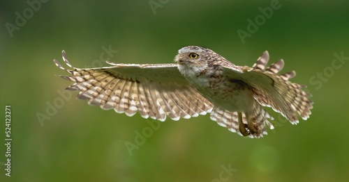 Beautiful shot of charming burrowing owl flying low over field with green blurred background