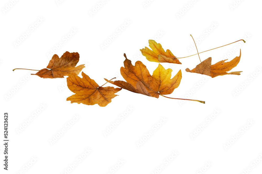 Brown dry maple fallen leaves heap isolated transparent png. Autumn season. - obrazy, fototapety, plakaty 