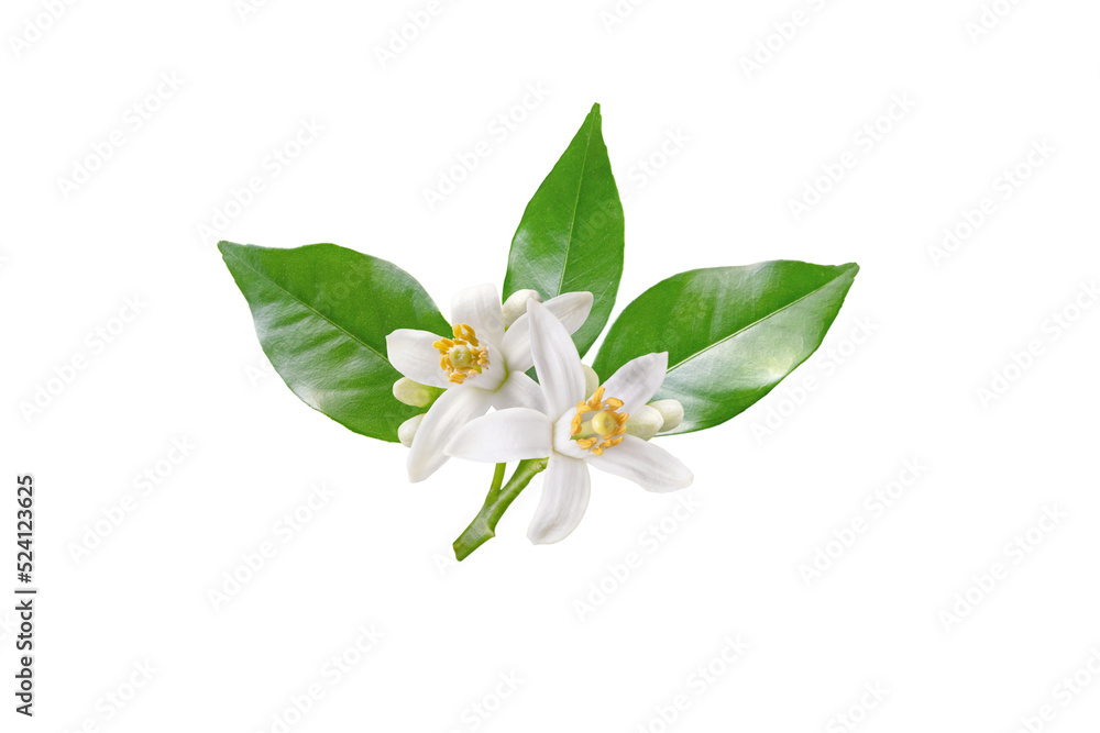 Neroli blossom branch with white flowers, buds and leaves isolated transparent png. Orange tree citrus bloom. Neroli blossom branch with white flowers, buds and leaves isolated transparent png. Orange tree citrus bloom.