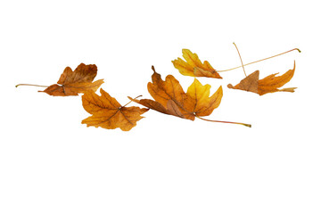 Brown dry maple fallen leaves heap isolated transparent png. Autumn season.