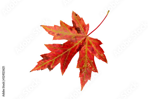 Silver maple or Acer saccharinum bright red autumn colored leaf isolated transparent png.