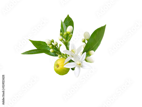 Branch of orange tree with white fragrant flowers, buds, leaves and fruit isolated transparent png. Neroli blossom.