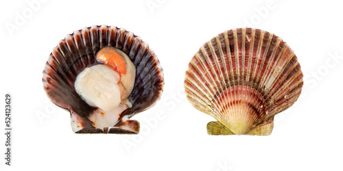 Variegated scallop mollusk in the shell isolated transparent png. Chlamys varia