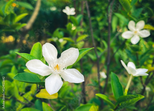 Five-petaled white jasmine flowers are blooming,white color,small five petals with yellow pollen