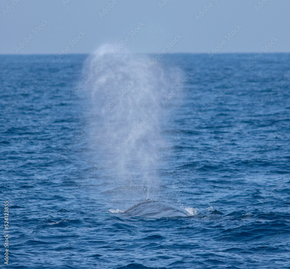 Whale blow hole; spurting water; Blue whale blowing out water; whale spouting water from blow hole; whale blow hole; whale spraying water	