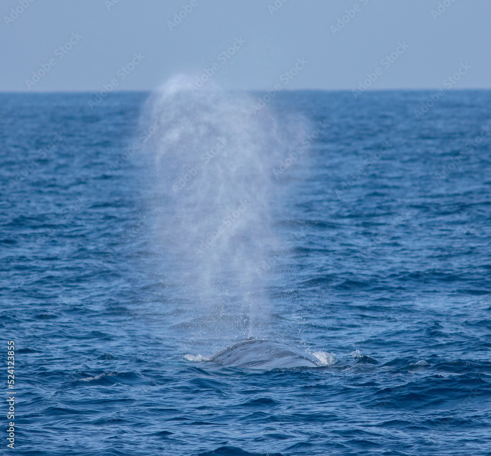 Whale blow hole; spurting water; Blue whale blowing out water; whale spouting water from blow