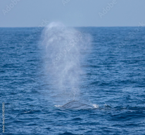 Whale blow hole  spurting water  Blue whale blowing out water  whale spouting water from blow hole  whale blow hole  whale spraying water  © DINAL