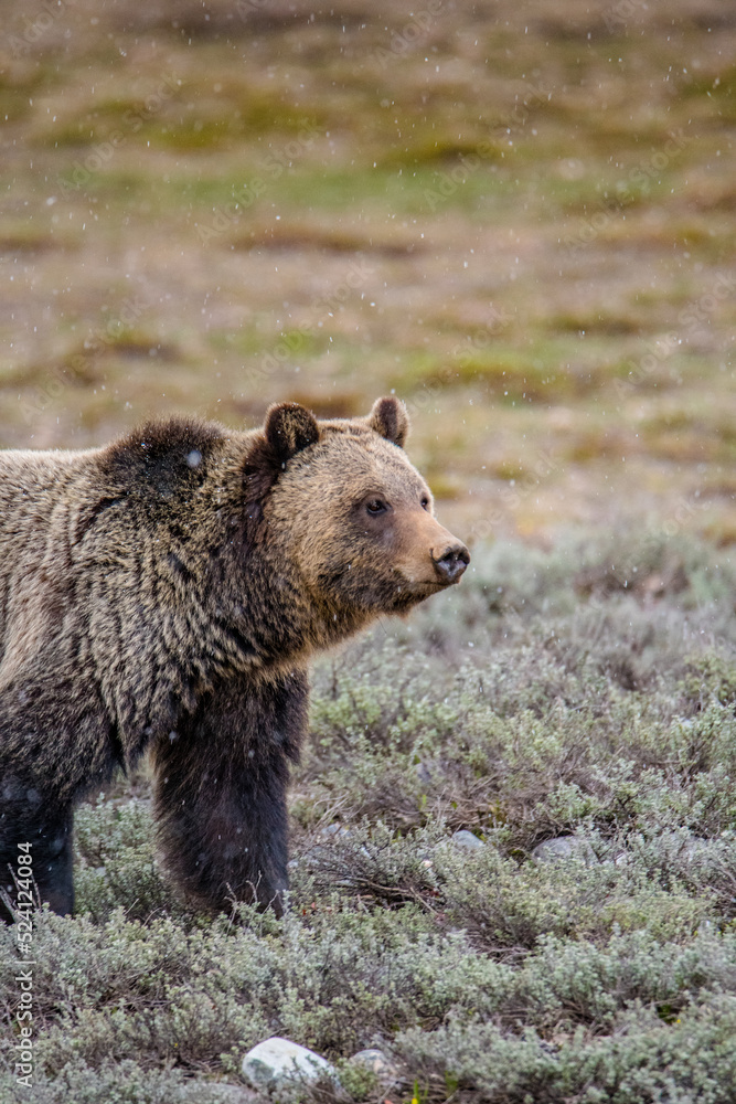 Grizzly portrait