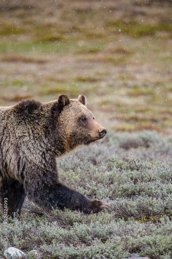 Grizzly in a field