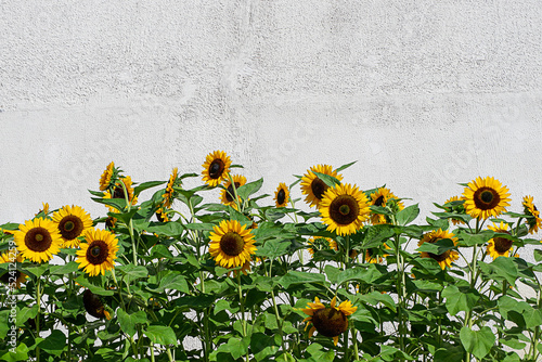 A group of sunflowers on a sunny day with a grey concrete background 