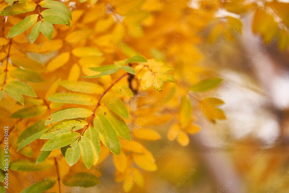 Autumn rowan leaves, beautiful natural bokeh background with space to copy. Autumn leaves of mountain ash are a natural background. Yellow and green foliage. High quality photo Autumn rowan leaves, beautiful natural bokeh background with space to copy. Autumn leaves of mountain ash are a natural background. Yellow and green foliage. High quality photo