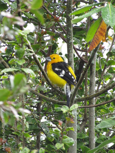 an indian churup bird photo