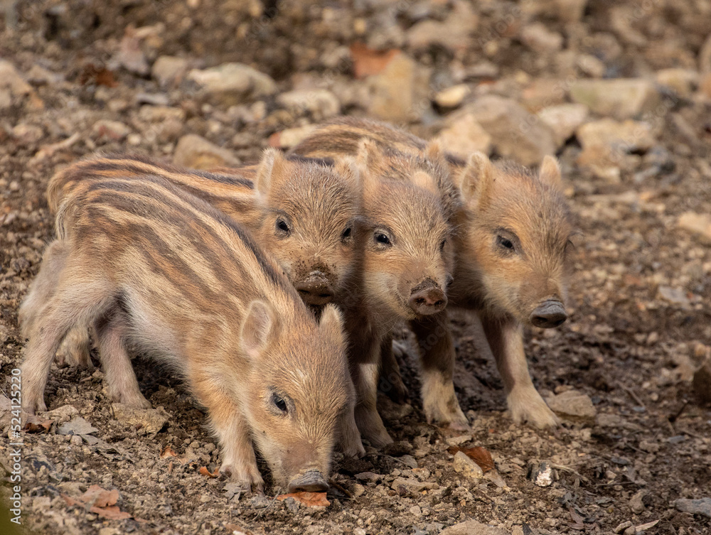 Piglets in the woods; baby pigs; baby wild boar in the woods; wild boar piglets; Wild boar in the woods; Sus scrofa; Majestic wild mammal walking in the woods; Wildgehege, Moritzburg, Germany
Piglets in the woods; baby pigs; baby wild boar in the woods; wild boar piglets; Wild boar in the woods; Sus scrofa; Majestic wild mammal walking in the woods; Wildgehege, Moritzburg, Germany