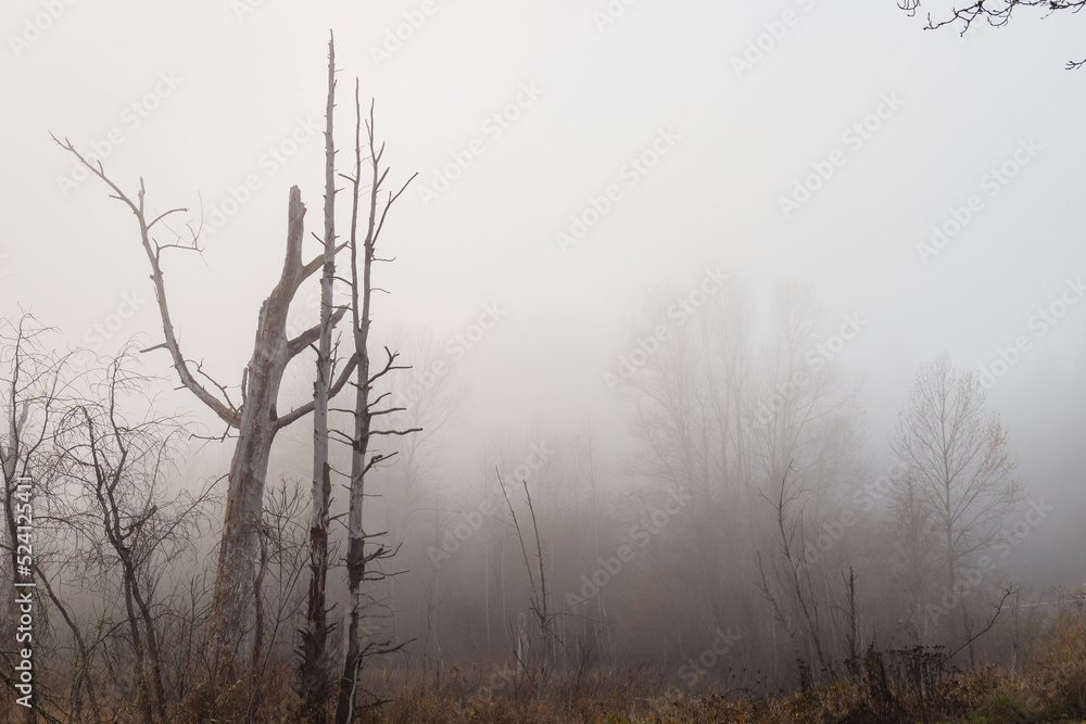 Tree Silhouettes in Environmental Park Wetland in Fog in Autum Tree Silhouettes in Environmental Park Wetland in Fog in Autum