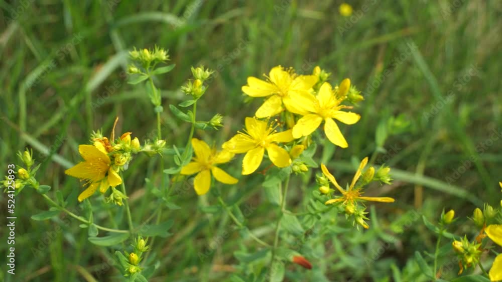 Hypericum is a medicinal plant.
It grows on the edges of the forest, meadows and abandoned fields. Hypericum is a medicinal plant.
It grows on the edges of the forest, meadows and abandoned fields.