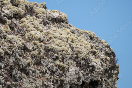 Detail of the lichens that cover the rocks of Llava on the island of Lanzarote photo