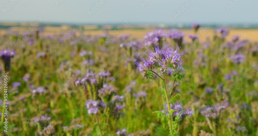Blue purple inflorescenses. Nature wild violet blooming plants. Enjoying violet flower field. Rural agriculture landscape. Close-up. Go everywhere. Relax meditative view. Blue purple inflorescenses. Nature wild violet blooming plants. Enjoying violet flower field. Rural agriculture landscape. Close-up. Go everywhere. Relax meditative view.