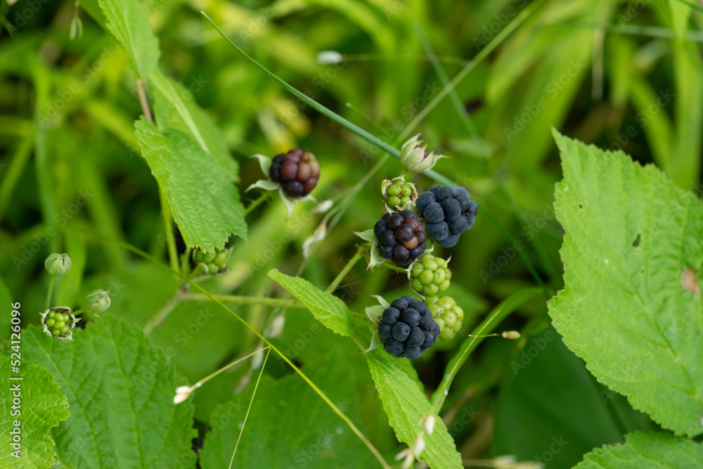 blackberry on the bush blackberry on the bush