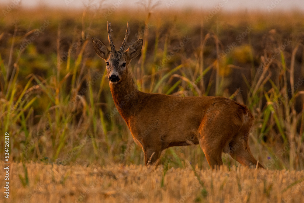 A beautiful roe deer in the field A beautiful roe deer in the field