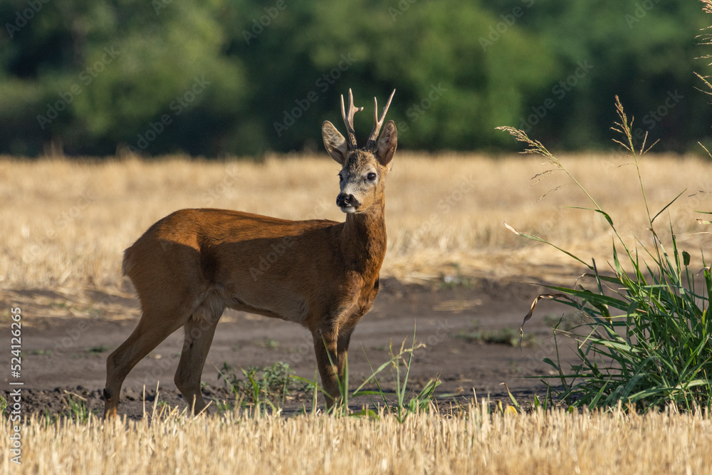 Fototapeta premium A beautiful roe deer in the field 