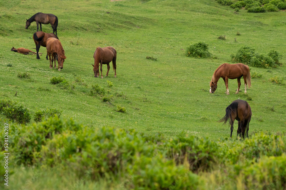 Horses grazing in the field. Herd of horses in the field. Young foal horses and mothers in field.