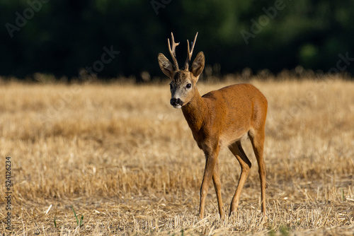 A beautiful roe deer in the field 
