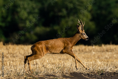 A beautiful roe deer in the field 