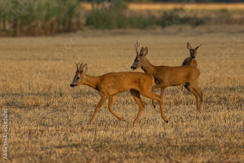 A beautiful roe deer in the field 