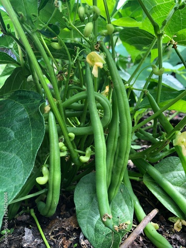 French Beans ready to harvest in a garden, United Kingdom