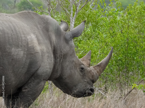 Rhinoceros  Ceratotherium simum   close up. Kruger National Park.