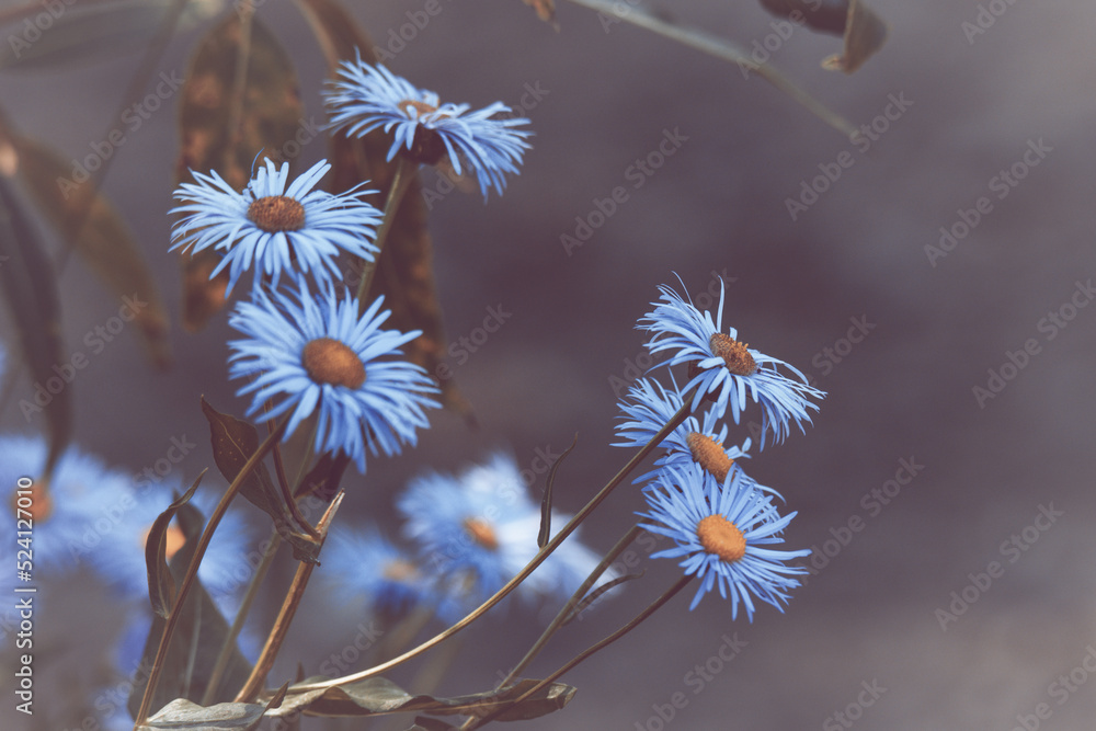 Fototapeta premium Dark flowers in bloom