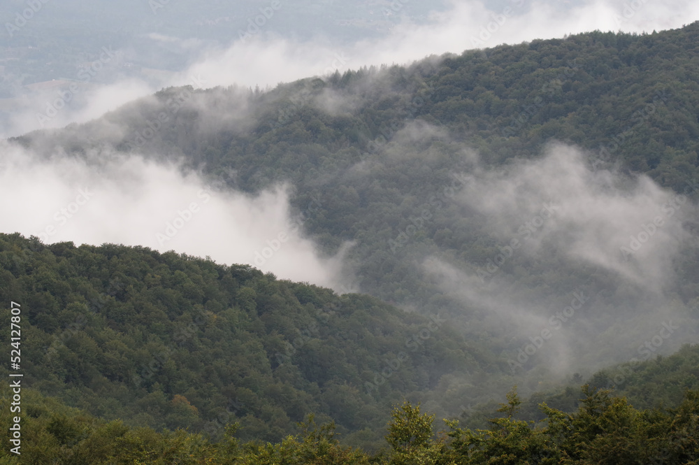 Mgliste lasy w górach Bieszczady.