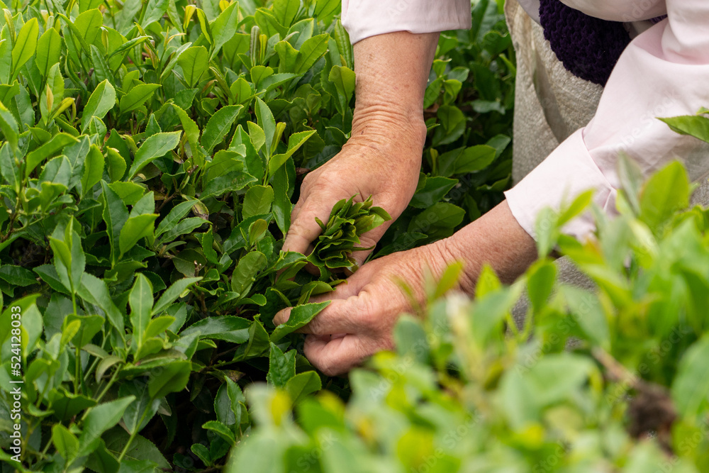 Green tea harvest. A woman picks tea on a plantation. Big bag with tea leaves. Green tea harvest. A woman picks tea on a plantation. Big bag with tea leaves.