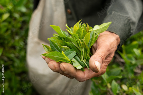 Green tea harvest. Young green tea leaves in the tea picker hand.