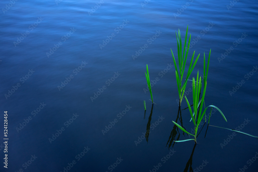 Green cattail leaves stick out of the water in the lake.Grass grows out of water.Outdoor recreation.Refreshing pond. Green cattail leaves stick out of the water in the lake.Grass grows out of water.Outdoor recreation.Refreshing pond.