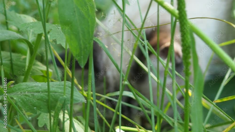 A cute kitten with blue eyes walks in the garden. Striped, gray, fluffy cat, pet in nature. Domestic cat outdoors among green grass A cute kitten with blue eyes walks in the garden. Striped, gray, fluffy cat, pet in nature. Domestic cat outdoors among green grass
