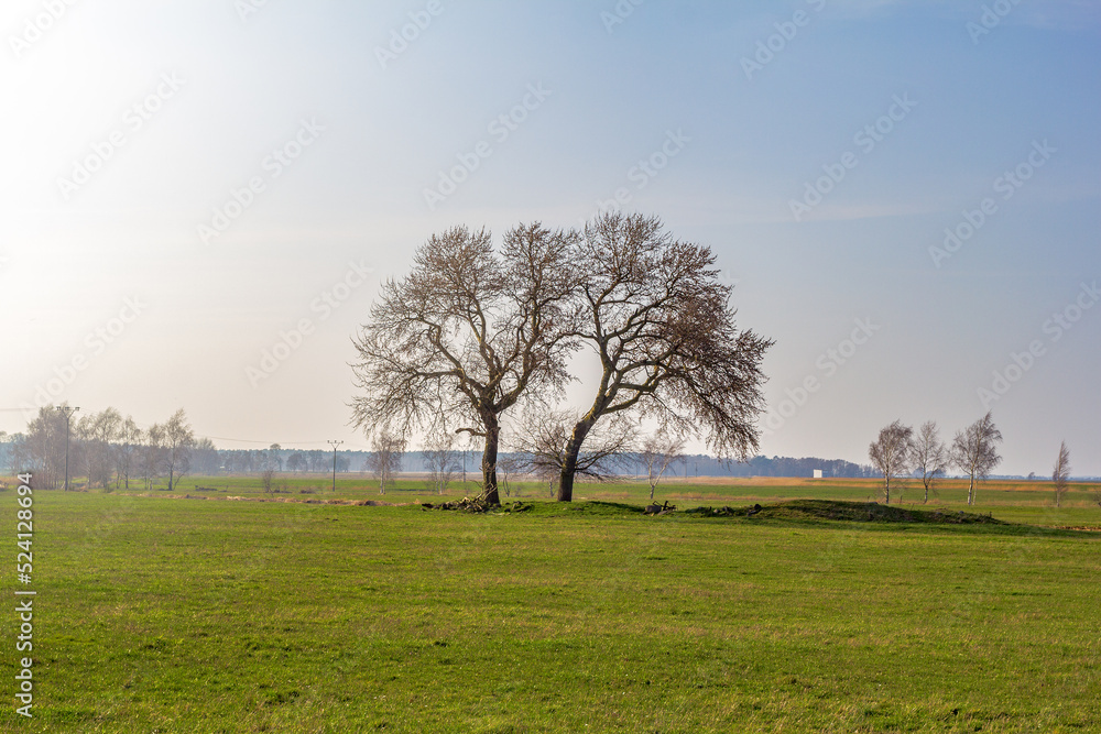 Bäume in der grünen Landschaft von Ummanz auf der Insel Rügen Bäume in der grünen Landschaft von Ummanz auf der Insel Rügen