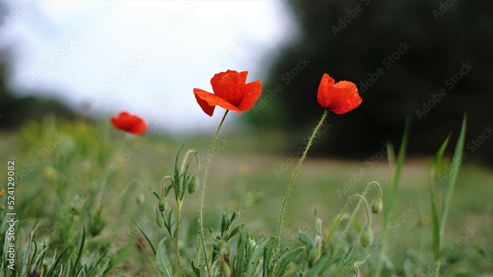Naklejka premium poppy flowers on the field against the sky