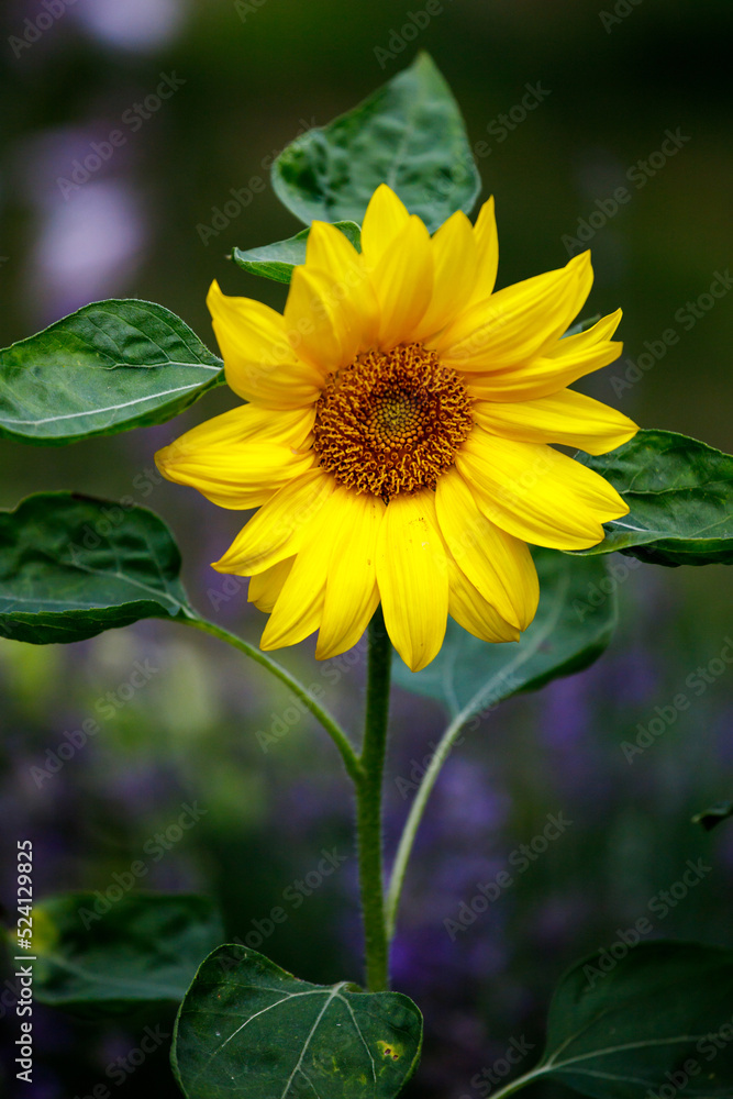 Obraz premium Bright sunflower