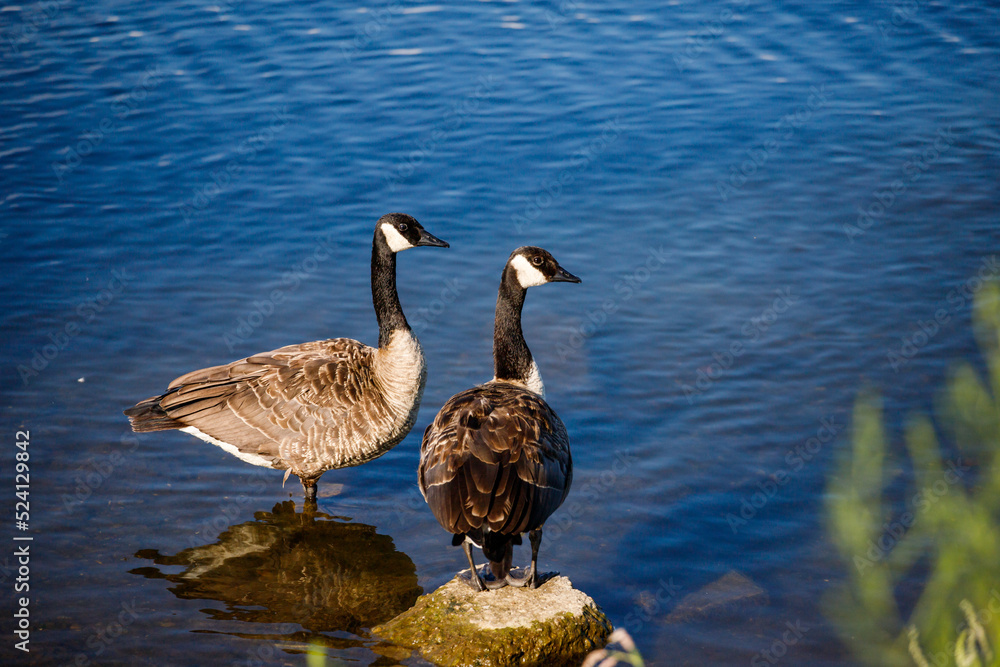 Wild Canada geese on the water Wild Canada geese on the water