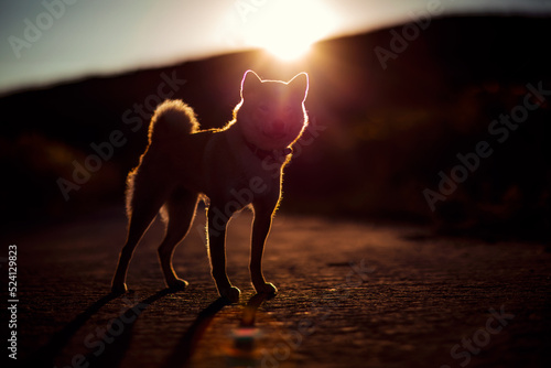 Shiba inu silhuette