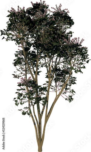 Wallpaper Mural Front view tree (Adolescent Australia umbrella tree 1) illustration vector Torontodigital.ca