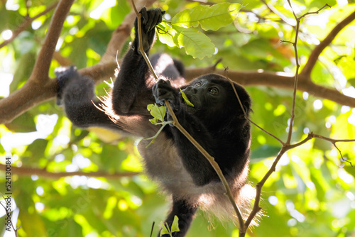 Howler monkey (simia belzebul) perching on a branch in Tortuguero national park, Costa Rica photo