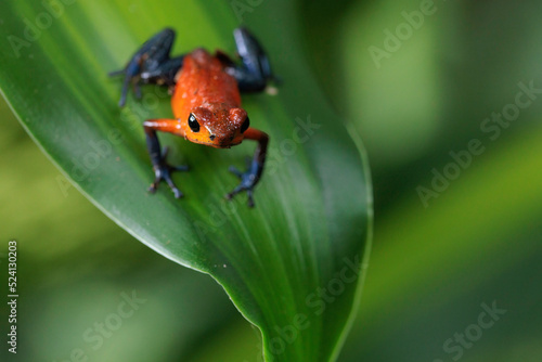 Blue-Jeans frog a.k.a strawberry frog (Oophaga pumilio / Dendrobates pumilio) in Horquetas, Heredia, Sarapiqui, Costa Rica photo