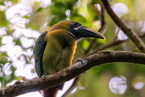 Emerald toucanet (Aulacorhynchus prasinus) perching on a branch in Curi Cancha wildlife refuge, Costa Rica